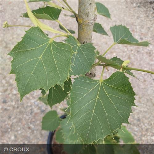 TILIA henryana
