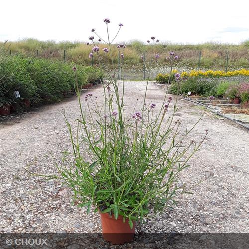 VERBENA bonariensis
