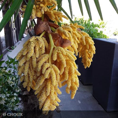 CHAMAEROPS excelsa Hauteur tronc