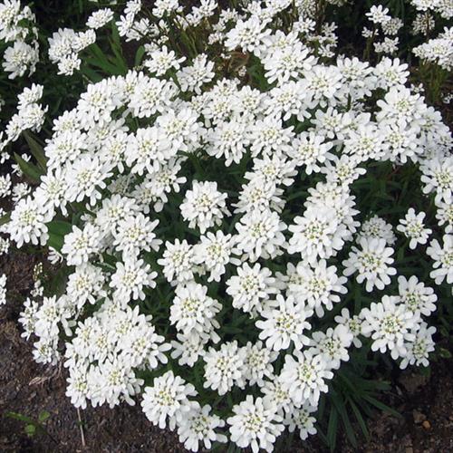 IBERIS sempervirens 'Snowflake'