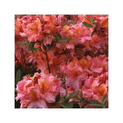 Rhododendron molle Berry Rose