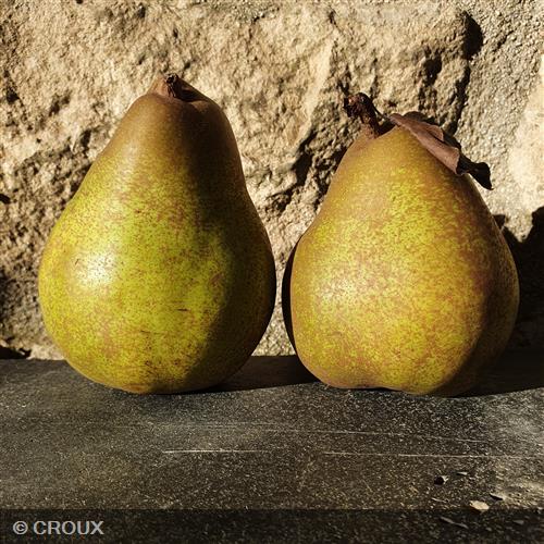 POIRIER - PYRUS communis 'Doyenné du Comice'