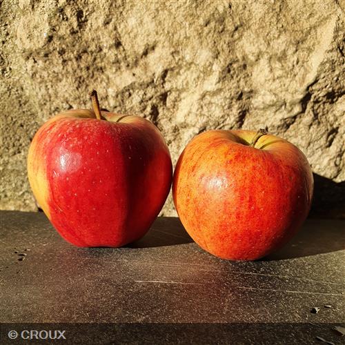 POMMIER - MALUS domestica 'Royal Gala®'