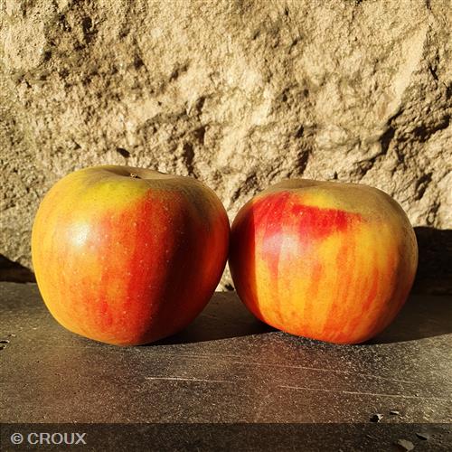 POMMIER - MALUS domestica 'Reine des Reinettes'