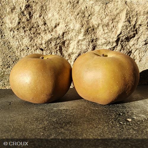 POMMIER - MALUS domestica 'Reinette Grise du Canada'