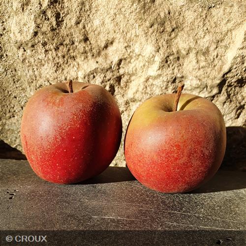 POMMIER - MALUS domestica 'Belle de Boskoop'