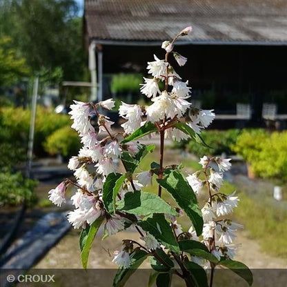 DEUTZIA scabra 'Plena'