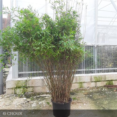 BAMBOU nitida 'Winter Joy®'