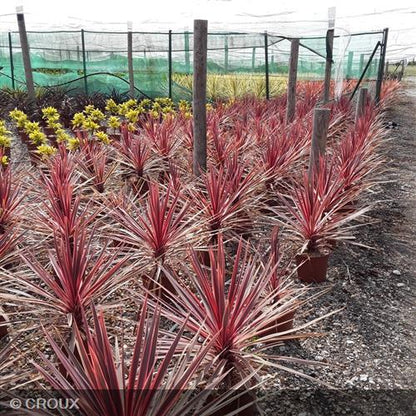 CORDYLINE australis 'Charlie boy®'