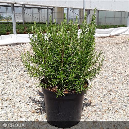 ROSMARINUS officinalis