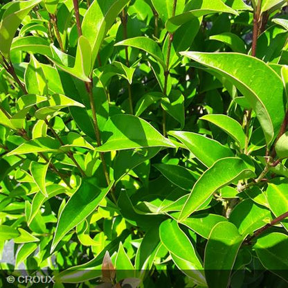 LIGUSTRUM japonicum