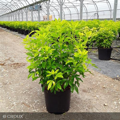 CHOISYA  ternata 'Sundance® Lich'