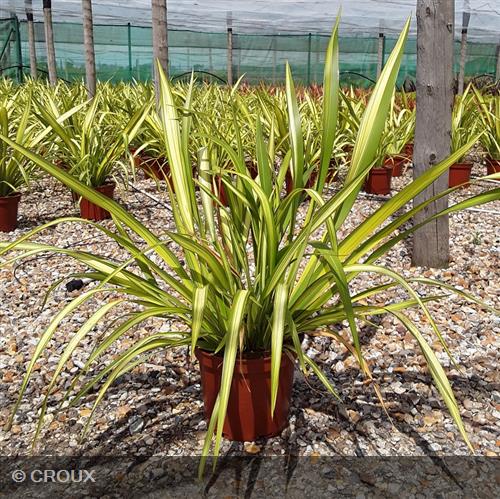 PHORMIUM tenax 'Golden Sword'