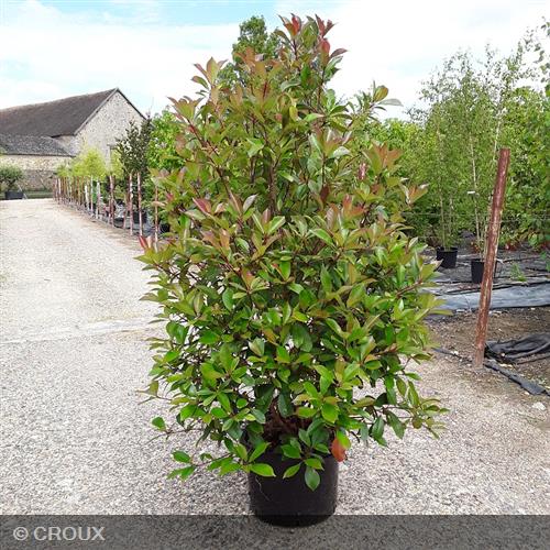 PHOTINIA x fraseri 'Red Robin'