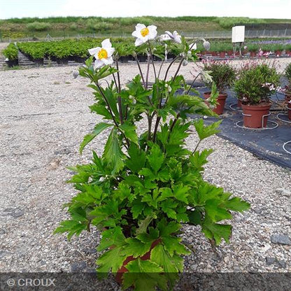 ANEMONE x hybrida 'Honorine Jobert'