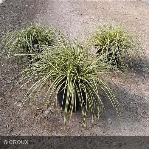 CAREX oshimensis 'Evergold'