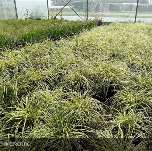 CAREX oshimensis 'Evergold'