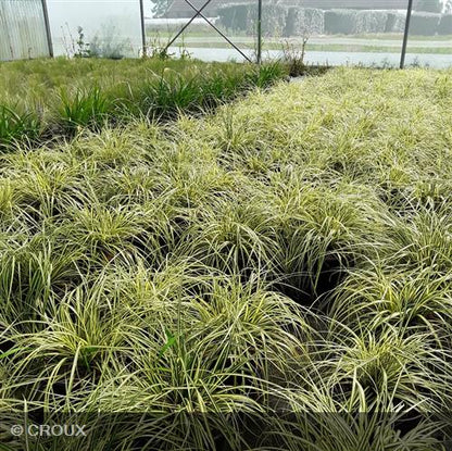 CAREX oshimensis 'Evergold'