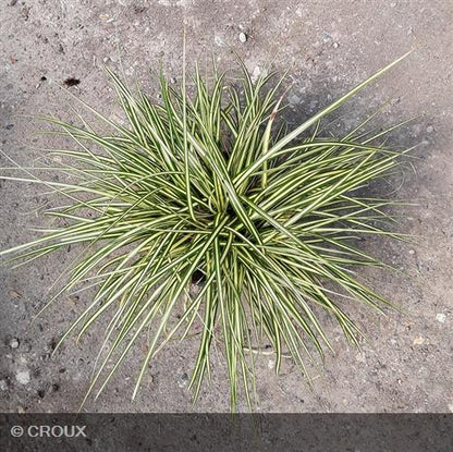 CAREX oshimensis 'Evergold'