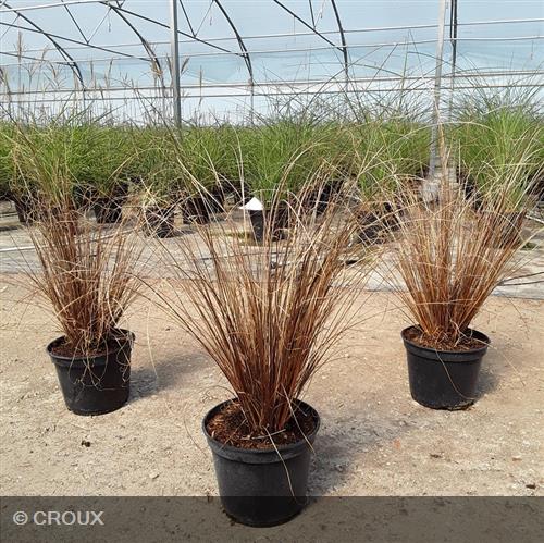 CAREX buchananii 'Red rooster'