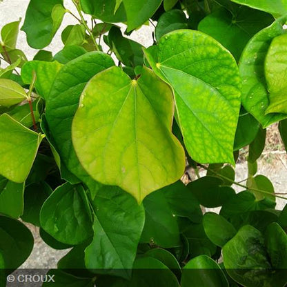 CERCIS chinensis 'Avondale'