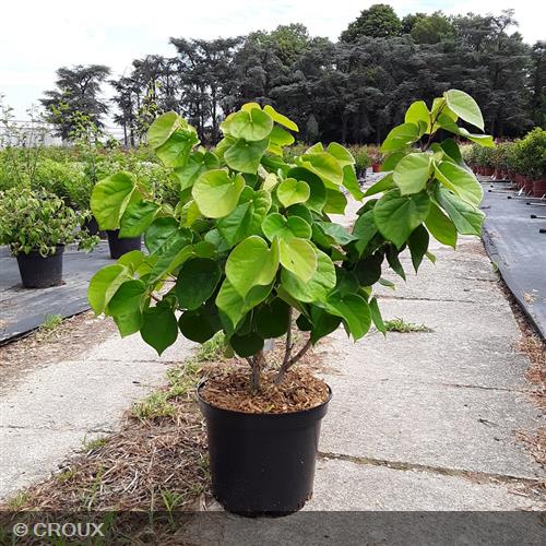 CERCIS chinensis 'Avondale'