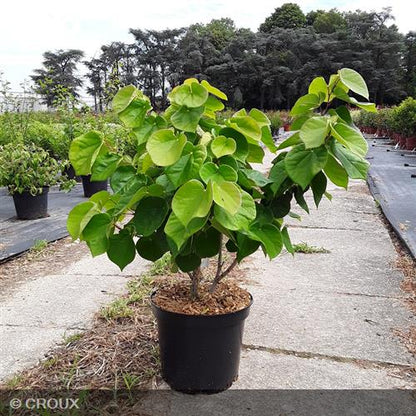 CERCIS chinensis 'Avondale'