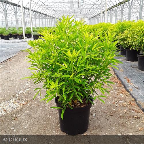CHOISYA ternata 'Aztec Gold®'