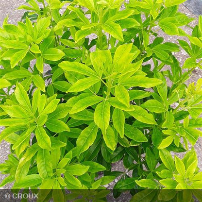 CHOISYA  ternata 'Sundance® Lich'