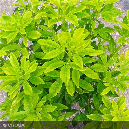 CHOISYA  ternata 'Sundance® Lich'