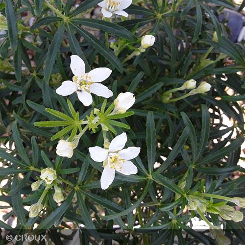 CHOISYA ternata 'White Dazzler®'
