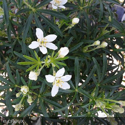 CHOISYA ternata 'White Dazzler®'