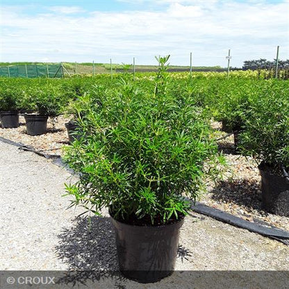 CHOISYA ternata 'White Dazzler®'