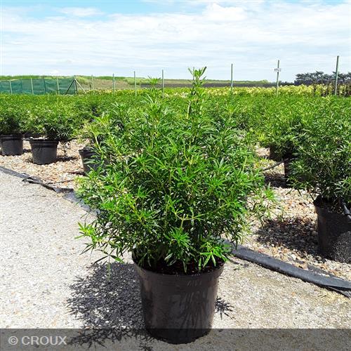 CHOISYA ternata 'White Dazzler®'