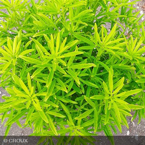CHOISYA ternata 'Aztec Gold®'