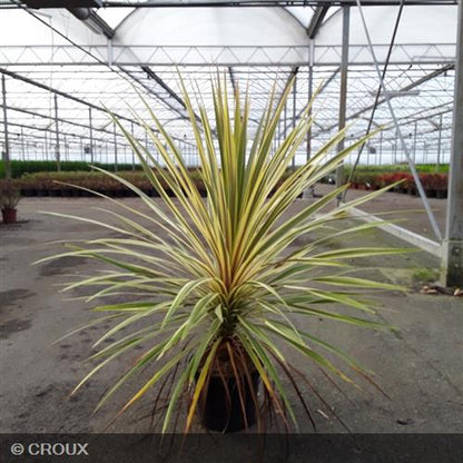 CORDYLINE australis 'Torbay Dazzler'