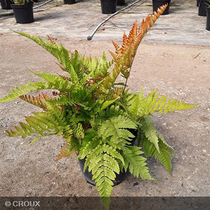 DRYOPTERIS erythrosora