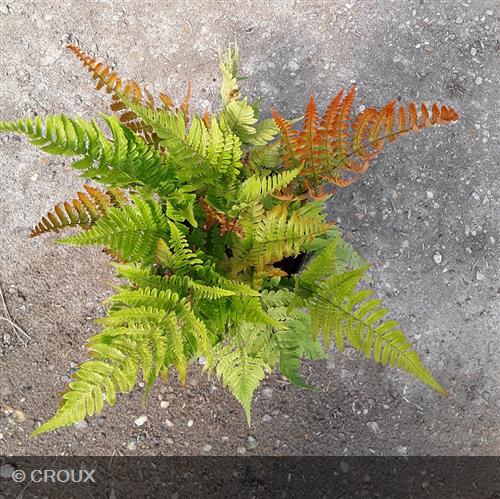 DRYOPTERIS erythrosora
