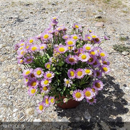 ERIGERON glaucus 'Sea Breeze'
