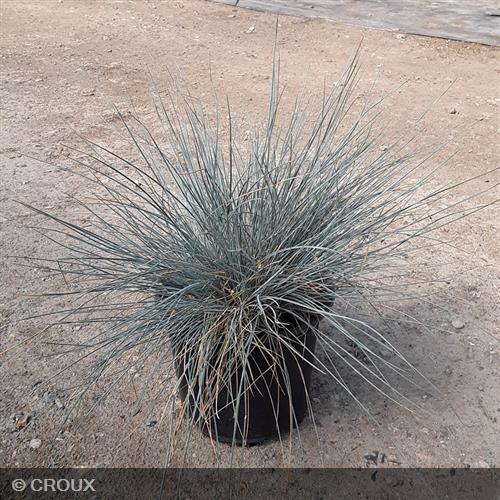 FESTUCA glauca 'Elijah Blue'