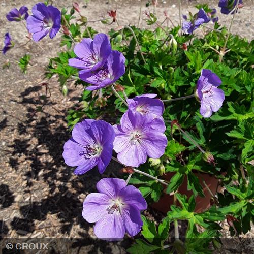 GERANIUM 'Rozanne'
