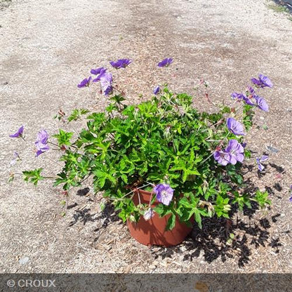 GERANIUM 'Rozanne'