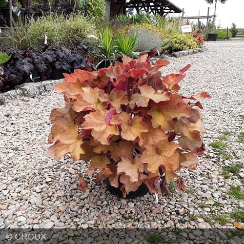 HEUCHERA 'Caramel®'
