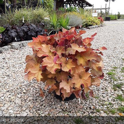 HEUCHERA 'Caramel®'