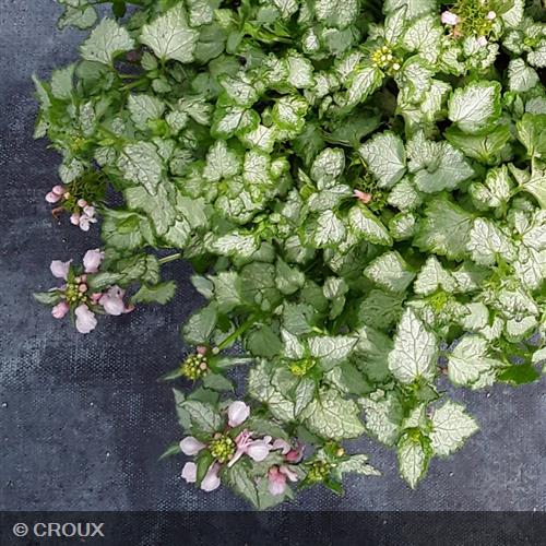 LAMIUM  maculatum 'Pink Pewter'