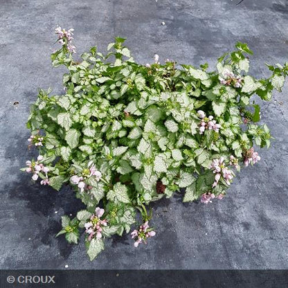 LAMIUM  maculatum 'Pink Pewter'