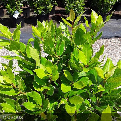 LAURUS nobilis