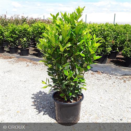 LAURUS nobilis