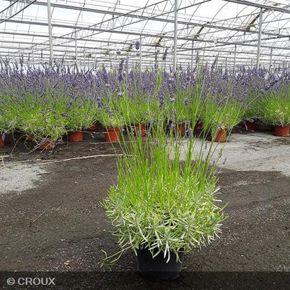 LAVANDULA x intermedia 'Phenomenal®'