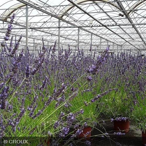 LAVANDULA x intermedia 'Phenomenal®'